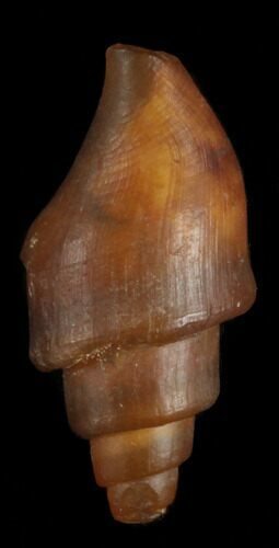 Agatized Fossil Gastropod From Morocco - #38427